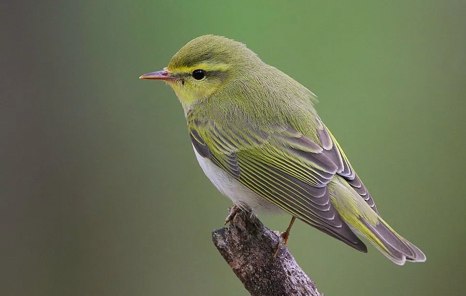 Waldlaubsänger (Phylloscopus sibilatrix) erkennen — Foto, Gesang und Steckbrief der Vogelart aufgenommen in Железнодорожный, Московская обл., Россия, 143921