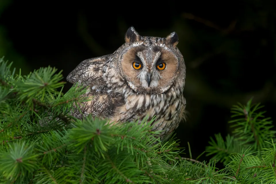 Waldohreule (Asio otus) erkennen — Foto, Gesang und Steckbrief der Vogelart aufgenommen in 38310 La Orotava, Provinz Santa Cruz de Tenerife, Spanien