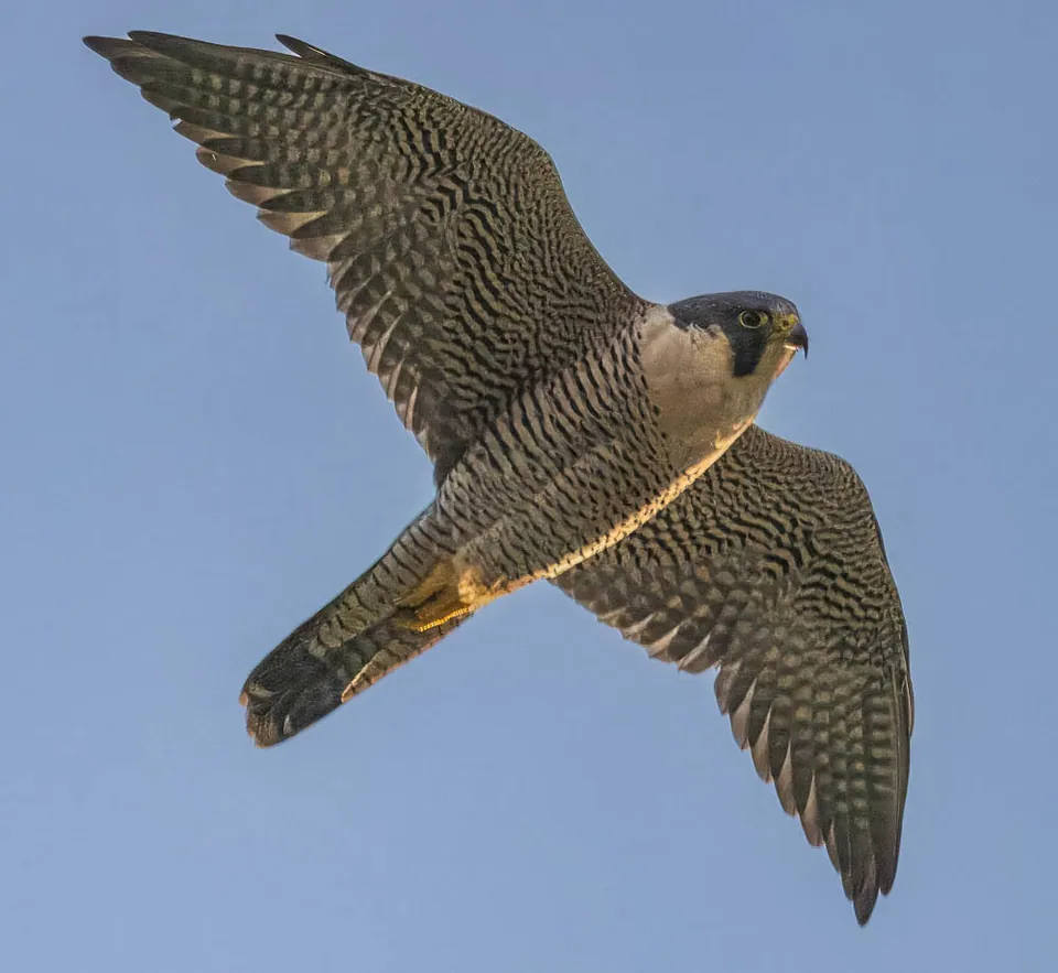 Wanderfalke (Falco peregrinus) — Aufnahme 3 aufgenommen in Syracuse, UT, US, mit Informationen zu Merkmalen und Verbreitung