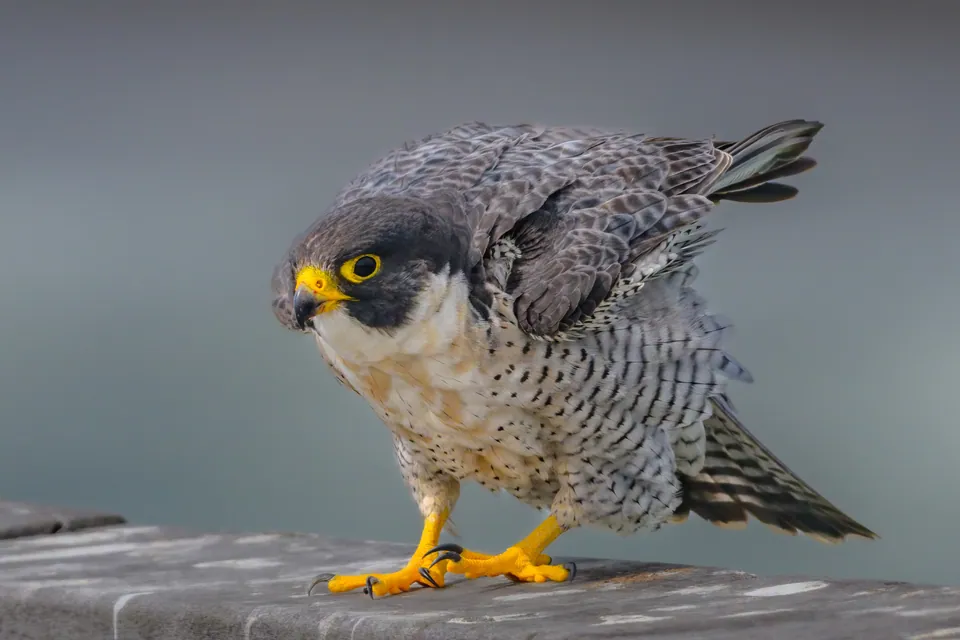 Wanderfalke (Falco peregrinus) erkennen — Foto, Gesang und Steckbrief der Vogelart aufgenommen in Simrishamn, Skåne, Sweden