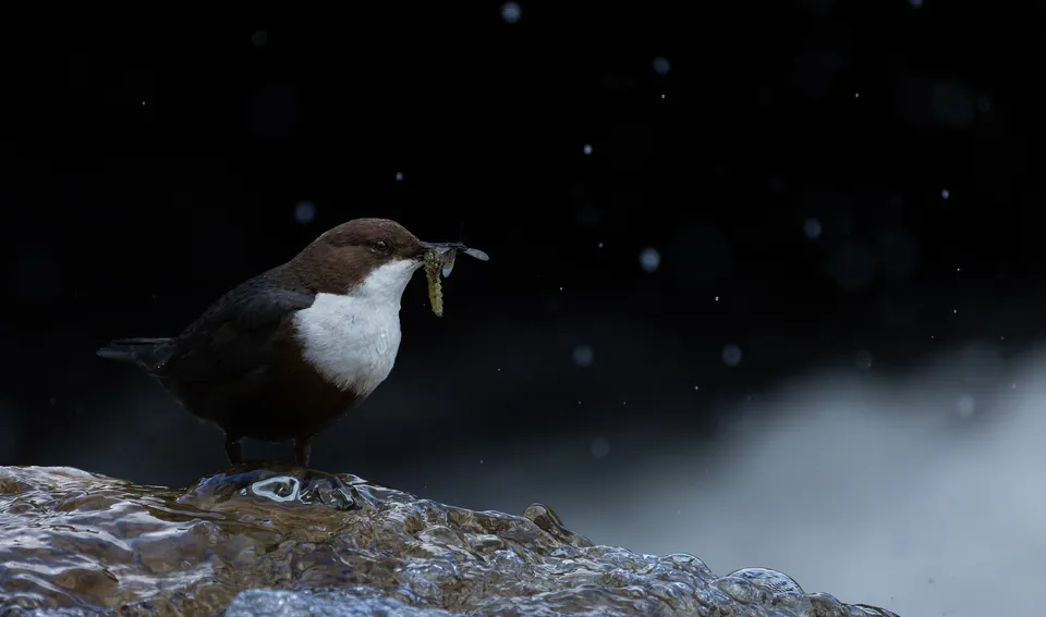Wasseramsel (Cinclus cinclus) — Aufnahme 3 aufgenommen in 24195 Valdefresno, León, España, mit Informationen zu Merkmalen und Verbreitung