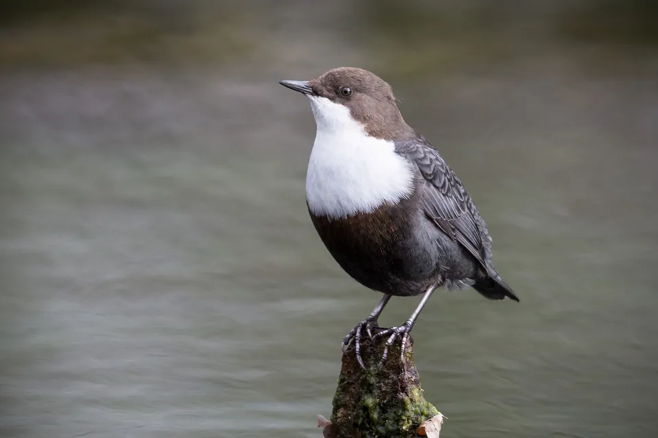 Wasseramsel (Cinclus cinclus) erkennen — Foto, Gesang und Steckbrief der Vogelart aufgenommen in Santo Domingo, Antioquia, Colombia