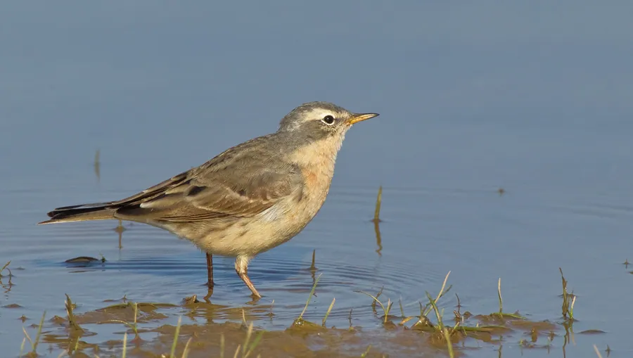 Wasserpieper (Anthus spinoletta) erkennen — Foto, Gesang und Steckbrief der Vogelart aufgenommen in Barcelona, ES-CT, ES