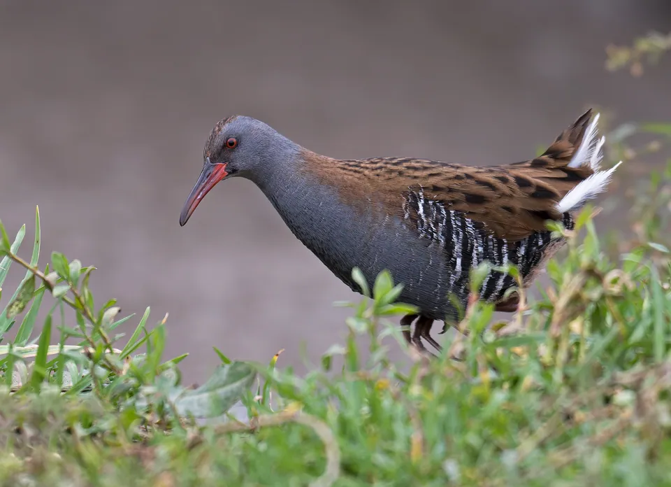 Wasserralle (Rallus aquaticus) — Aufnahme 2 aufgenommen in Arlington, TX 76017, USA, mit Informationen zu Merkmalen und Verbreitung