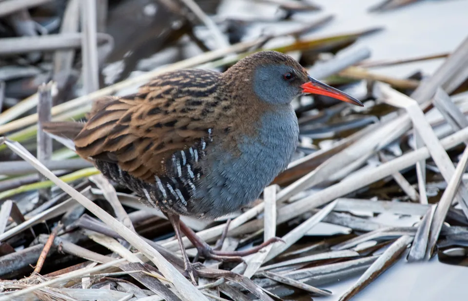 Wasserralle (Rallus aquaticus) — Aufnahme 3 aufgenommen in Богородский городской округ, Московская обл., Россия, mit Informationen zu Merkmalen und Verbreitung