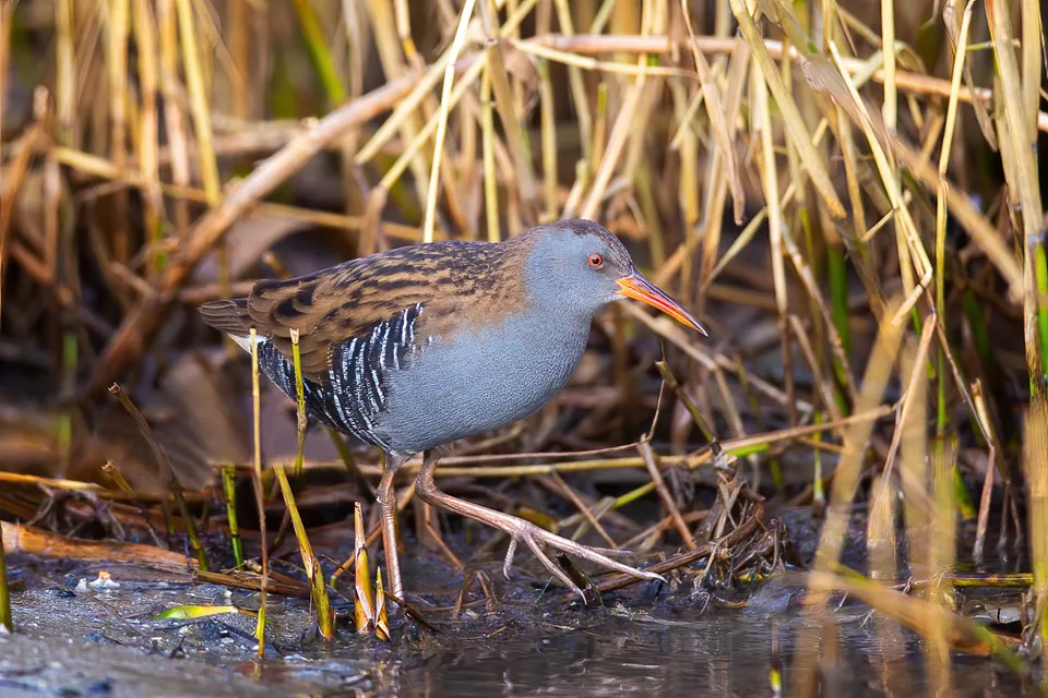 Wasserralle (Rallus aquaticus) erkennen — Foto, Gesang und Steckbrief der Vogelart aufgenommen in Grand Cayman, East End, KY