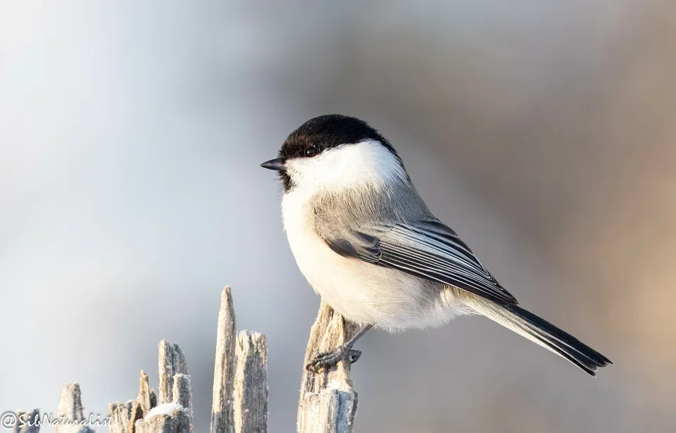 Weidenmeise (Poecile montanus) erkennen — Foto, Gesang und Steckbrief der Vogelart aufgenommen in Auf der Rannach, Stattegg, Steiermark, AT