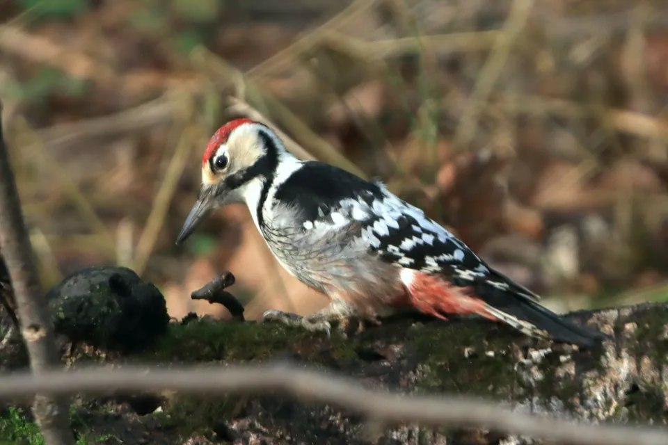 Weißrückenspecht (Dendrocopos leucotos) — Aufnahme 3 aufgenommen in 682 01 Vyškov, Česko, mit Informationen zu Merkmalen und Verbreitung