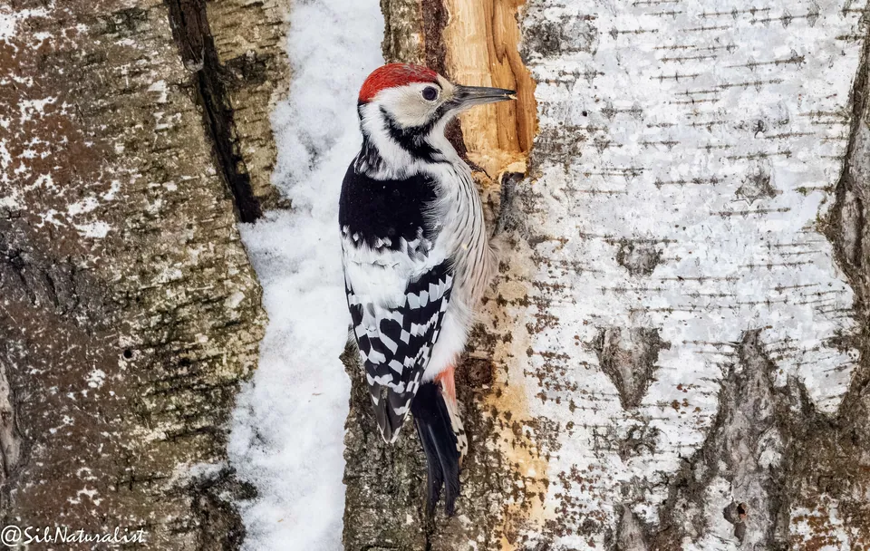 Weißrückenspecht (Dendrocopos leucotos) erkennen — Foto, Gesang und Steckbrief der Vogelart aufgenommen in Alafaya, FL 32816, USA