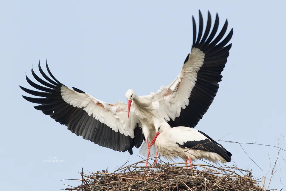 Weißstorch (Ciconia ciconia) — Aufnahme 3 aufgenommen in Veberöd 111, 247 63 Veberöd, Sweden, mit Informationen zu Merkmalen und Verbreitung