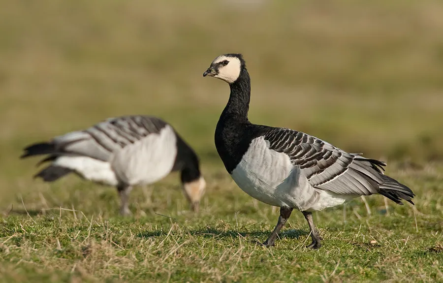 Weißwangengans (Branta leucopsis) erkennen — Foto, Gesang und Steckbrief der Vogelart aufgenommen in Alafaya, FL 32816, USA