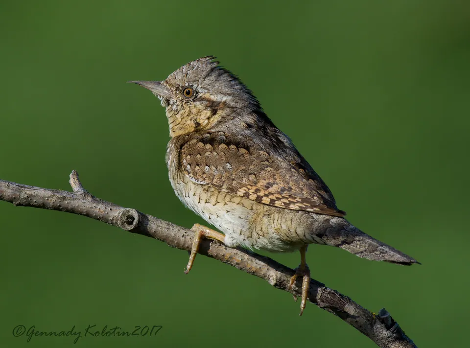 Wendehals (Jynx torquilla) — Aufnahme 3 aufgenommen in 3CRV+Q7V, San Cristobal, Ecuador, mit Informationen zu Merkmalen und Verbreitung