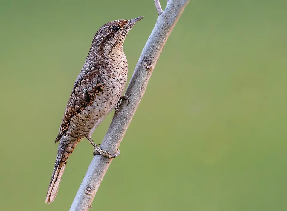 Wendehals (Jynx torquilla) erkennen — Foto, Gesang und Steckbrief der Vogelart aufgenommen in Glenview Dr, Avon Lake, OH, US