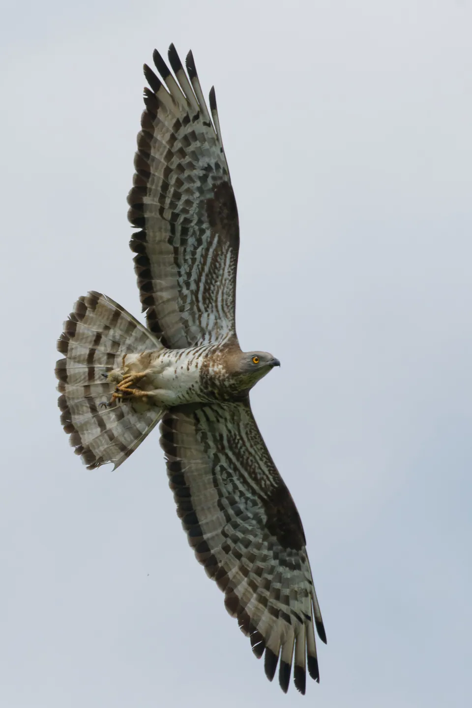 Wespenbussard (Pernis apivorus) — Aufnahme 2, mit Informationen zu Merkmalen und Verbreitung