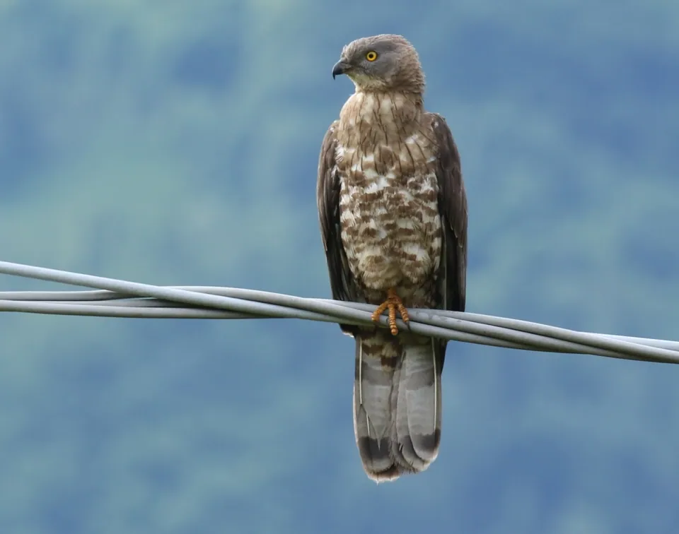 Wespenbussard (Pernis apivorus) — Aufnahme 3 aufgenommen in Stoke-On-Trent, England, GB, mit Informationen zu Merkmalen und Verbreitung