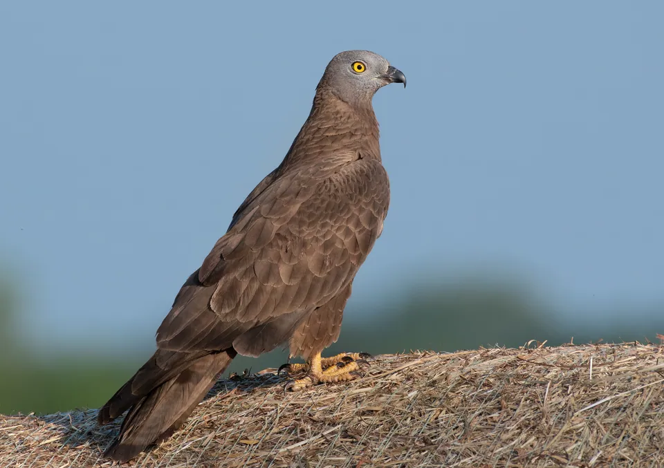 Wespenbussard (Pernis apivorus) erkennen — Foto, Gesang und Steckbrief der Vogelart aufgenommen in Gandua, West Bengal 743375, India