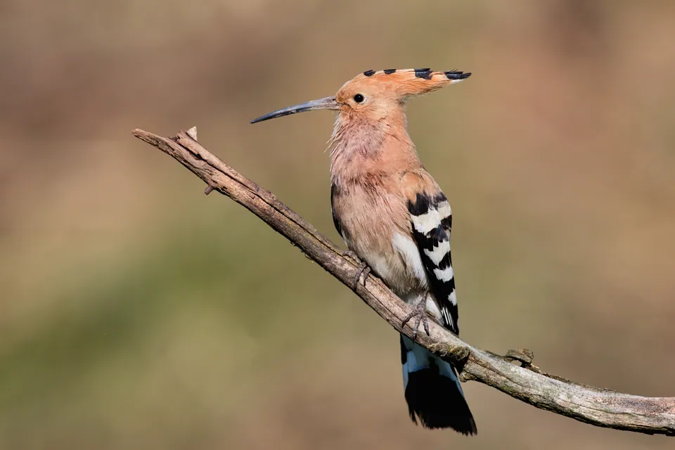 Wiedehopf (Upupa epops) erkennen — Foto, Gesang und Steckbrief der Vogelart aufgenommen in Астана, Целиноград, KZ