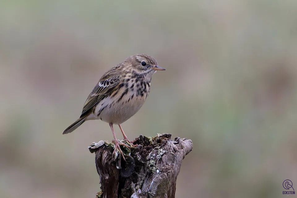 Wiesenpieper (Anthus pratensis) — Aufnahme 2 aufgenommen in Elmvale, ON L0L 1P0, Canada, mit Informationen zu Merkmalen und Verbreitung