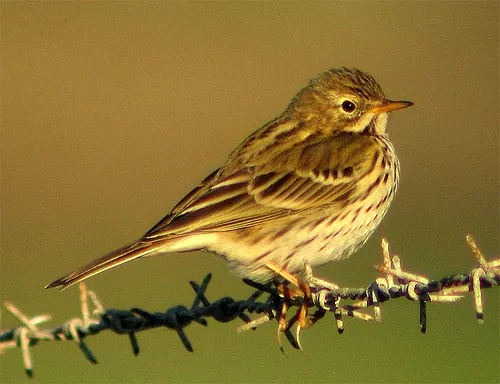 Wiesenpieper (Anthus pratensis) — Aufnahme 3 aufgenommen in Corrientes, Argentina, mit Informationen zu Merkmalen und Verbreitung
