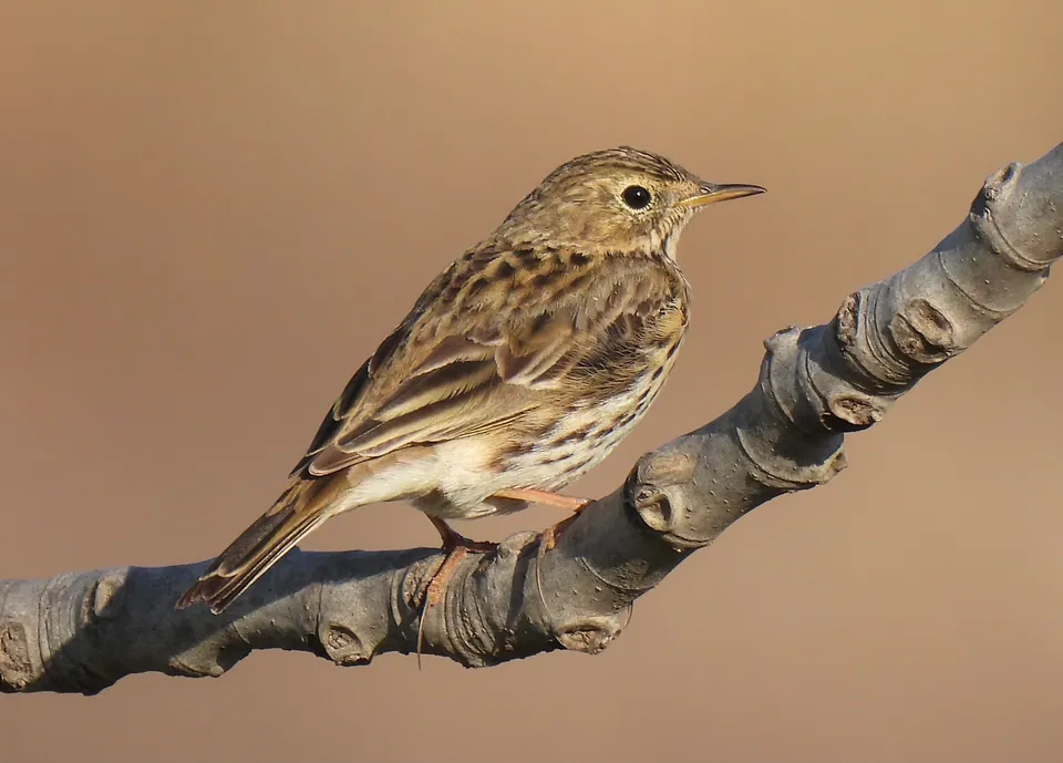 Wiesenpieper (Anthus pratensis) erkennen — Foto, Gesang und Steckbrief der Vogelart