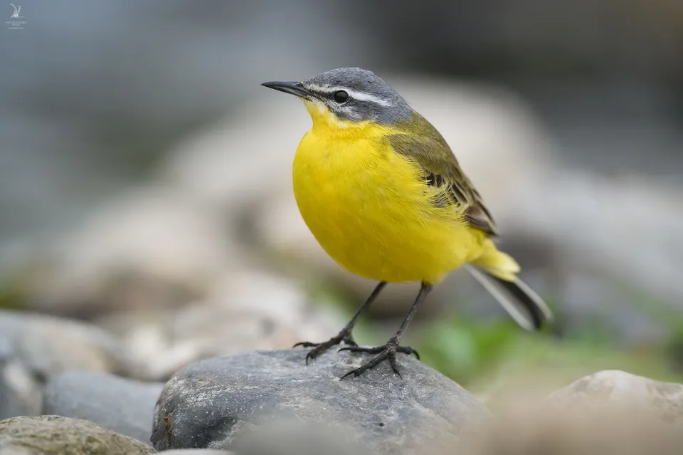 Wiesenschafstelze (Motacilla flava) — Aufnahme 2 aufgenommen in Otonabee-South Monaghan, mit Informationen zu Merkmalen und Verbreitung