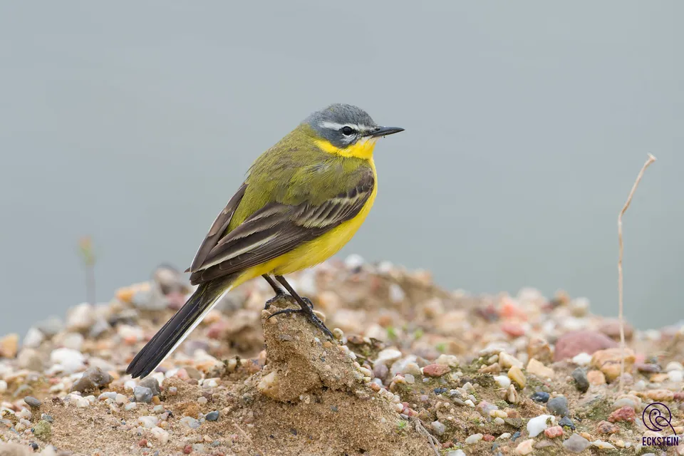 Wiesenschafstelze (Motacilla flava) erkennen — Foto, Gesang und Steckbrief der Vogelart aufgenommen in 160 Jackson Mill Rd, Weston, WV 26452, USA