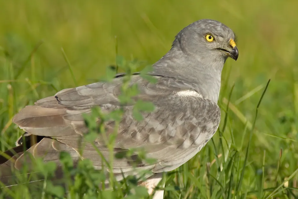 Wiesenweihe (Circus pygargus) erkennen — Foto, Gesang und Steckbrief der Vogelart aufgenommen in Pays de la Loire, FR