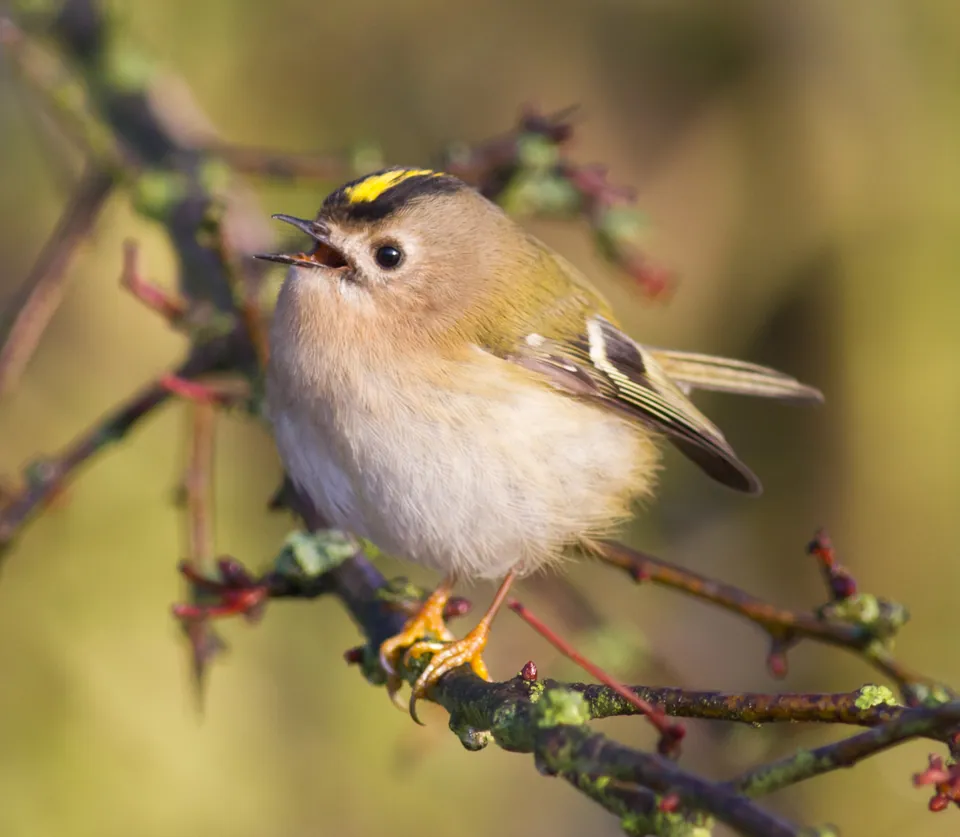 Wintergoldhähnchen (Regulus regulus) — Aufnahme 2 aufgenommen in Респ. Башкортостан, Россия, 452492, mit Informationen zu Merkmalen und Verbreitung