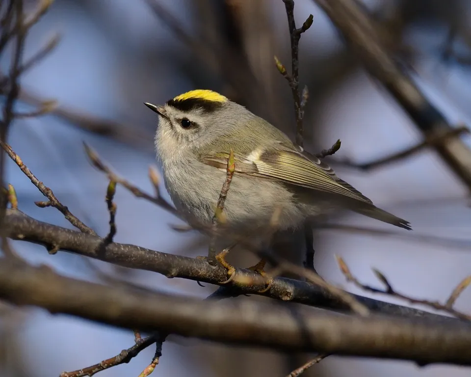 Wintergoldhähnchen (Regulus regulus) — Aufnahme 3 aufgenommen in N Buck Rd, Lakeside Marblehead, OH, US, mit Informationen zu Merkmalen und Verbreitung