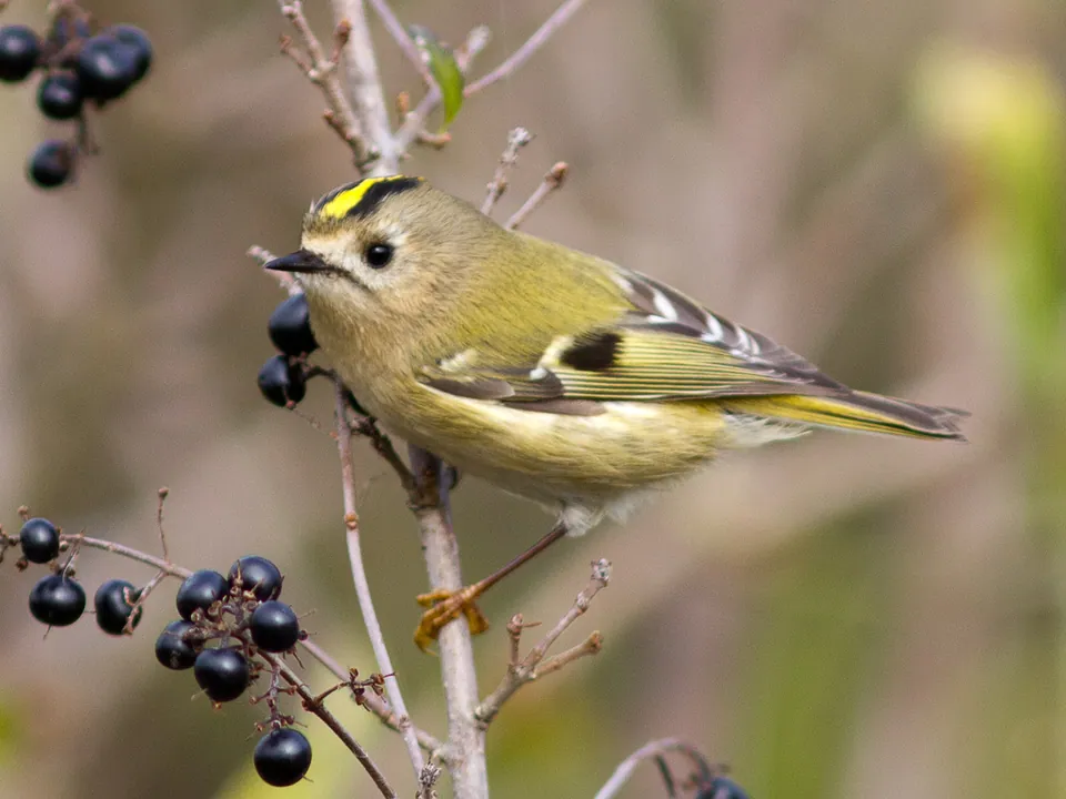 Wintergoldhähnchen (Regulus regulus) erkennen — Foto, Gesang und Steckbrief der Vogelart aufgenommen in Владимирская обл., Россия, 600023