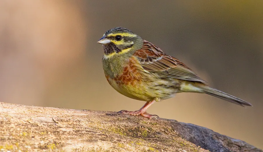 Zaunammer (Emberiza cirlus) — Aufnahme 2 aufgenommen in Pushkinskiy rayon, RU-MS, RU, mit Informationen zu Merkmalen und Verbreitung