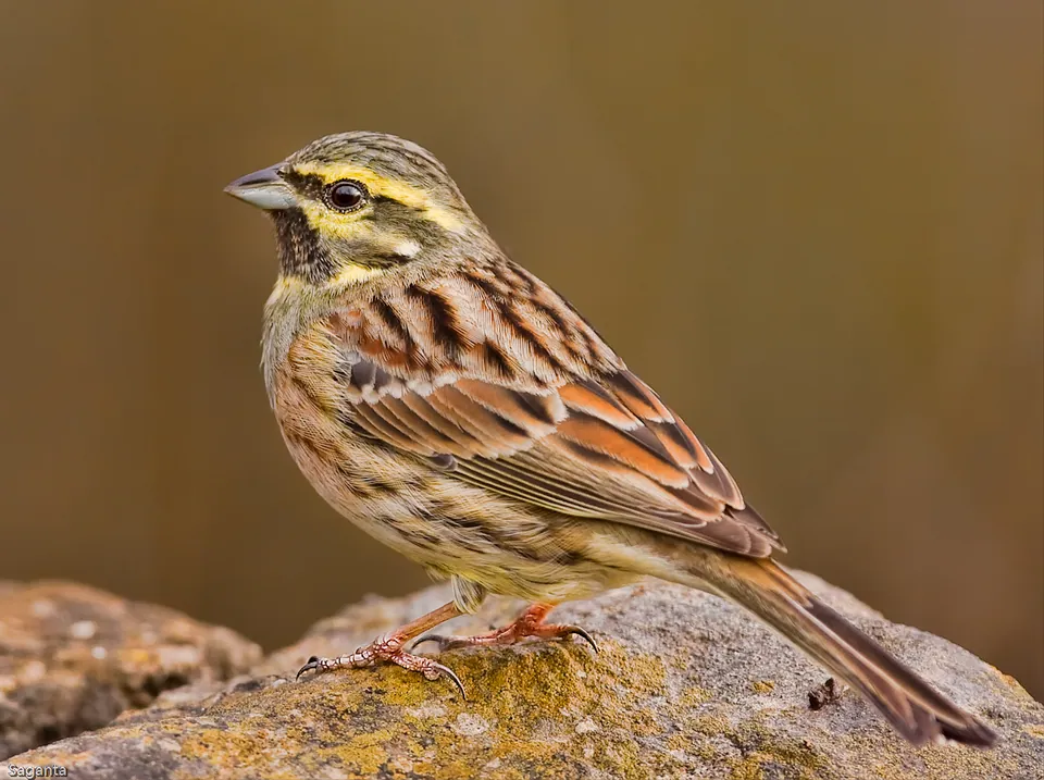 Zaunammer (Emberiza cirlus) erkennen — Foto, Gesang und Steckbrief der Vogelart aufgenommen in Sunshine Hills, Delta, BC, CA