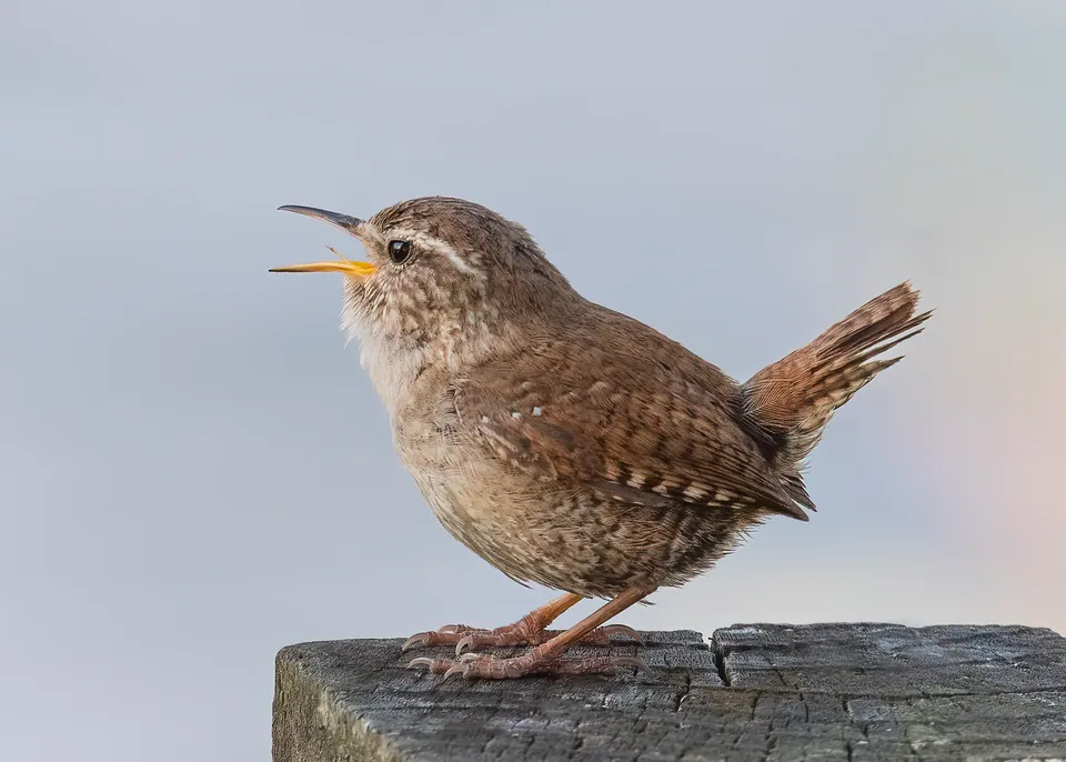 Zaunkönig (Troglodytes troglodytes) — Aufnahme 2 aufgenommen in Medjana, Algérie, mit Informationen zu Merkmalen und Verbreitung