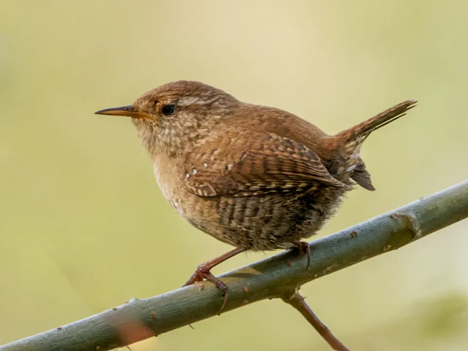 Zaunkönig (Troglodytes troglodytes) — Aufnahme 3 aufgenommen in Medjana, Algérie, mit Informationen zu Merkmalen und Verbreitung