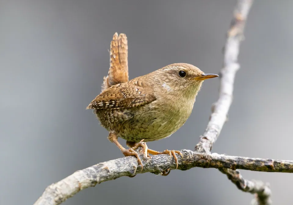 Zaunkönig (Troglodytes troglodytes) erkennen — Foto, Gesang und Steckbrief der Vogelart aufgenommen in Medjana, Algérie
