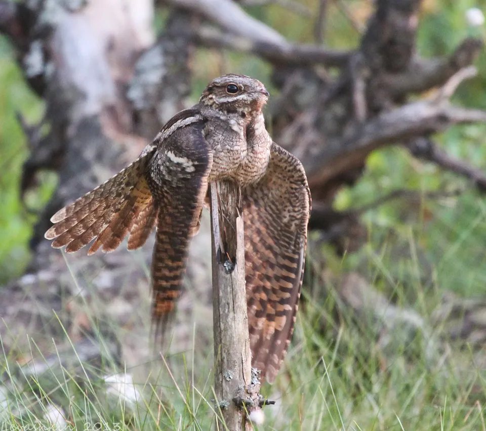 Ziegenmelker (Caprimulgus europaeus) — Aufnahme 3 aufgenommen in Guinguette, 30000 Nîmes, France, mit Informationen zu Merkmalen und Verbreitung