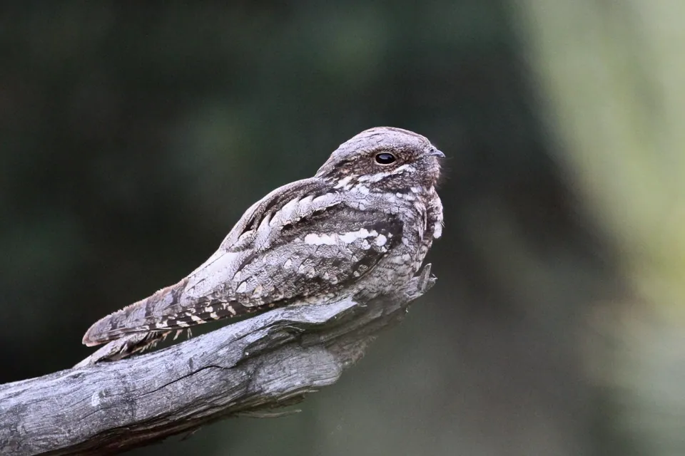 Ziegenmelker (Caprimulgus europaeus) erkennen — Foto, Gesang und Steckbrief der Vogelart aufgenommen in Deivoniškiai, Kalvarijos sav., Lietuva