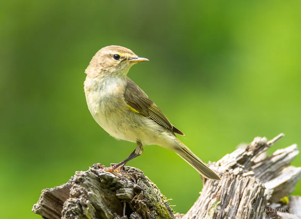 Zilpzalp (Phylloscopus collybita) — Aufnahme 3 aufgenommen in York, UK, mit Informationen zu Merkmalen und Verbreitung