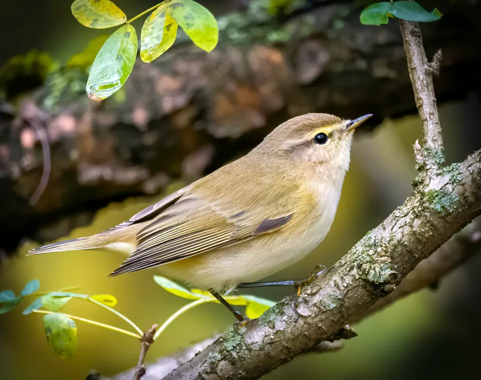 Zilpzalp (Phylloscopus collybita) erkennen — Foto, Gesang und Steckbrief der Vogelart aufgenommen in Medjana, Algérie