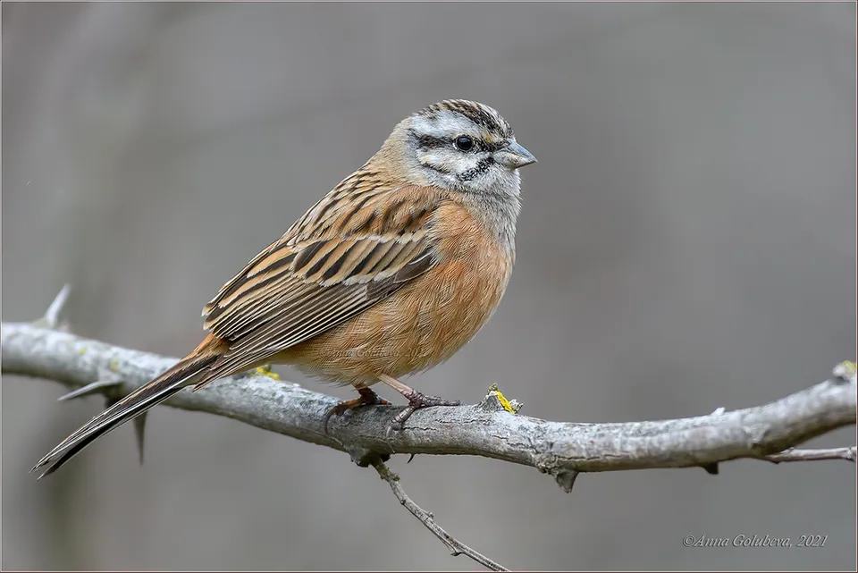 Zippammer (Emberiza cia) erkennen — Foto, Gesang und Steckbrief der Vogelart aufgenommen in A75, Newton Stewart, Scotland, GB