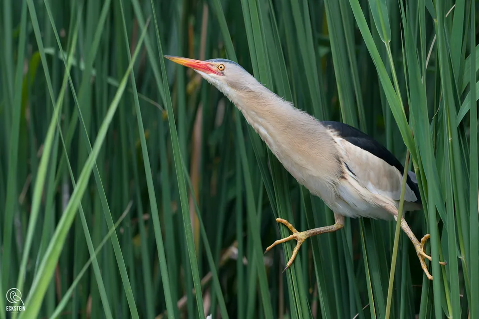 Zwergdommel (Ixobrychus minutus) — Aufnahme 2 aufgenommen in S Hoover Rd, Wichita, KS, US, mit Informationen zu Merkmalen und Verbreitung