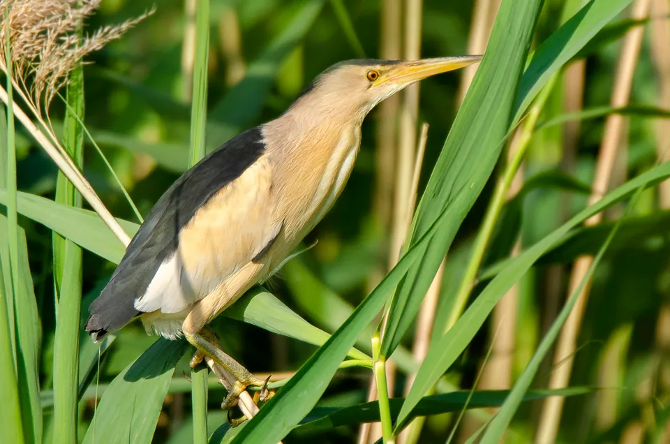 Zwergdommel (Ixobrychus minutus) erkennen — Foto, Gesang und Steckbrief der Vogelart aufgenommen in Pine Dr, Chincoteague, VA, US
