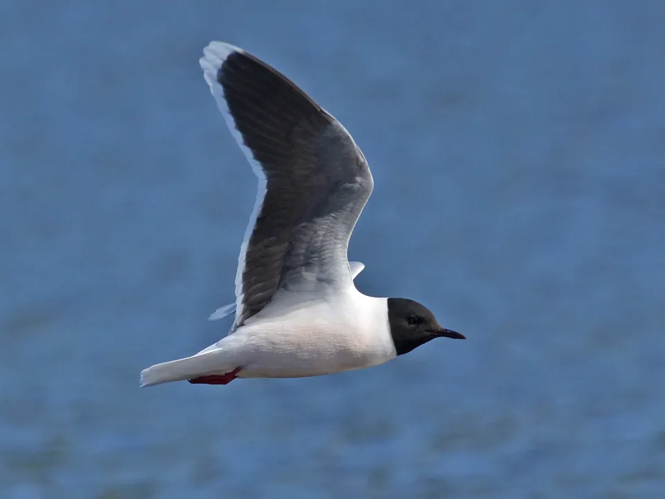 Zwergmöwe (Hydrocoloeus minutus) — Aufnahme 3 aufgenommen in Silveira Martins - RS, Brasil, mit Informationen zu Merkmalen und Verbreitung
