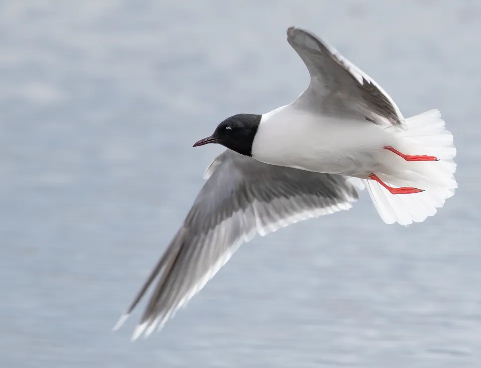 Zwergmöwe (Hydrocoloeus minutus) erkennen — Foto, Gesang und Steckbrief der Vogelart aufgenommen in Europäischer Fernwanderweg 9, Hamburg, Hamburg, DE