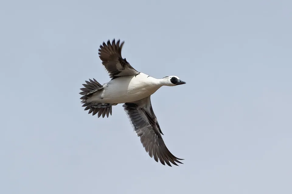 Zwergsäger (Mergellus albellus) — Aufnahme 3 aufgenommen in 4W43+X3, Jabur, South Sudan, mit Informationen zu Merkmalen und Verbreitung