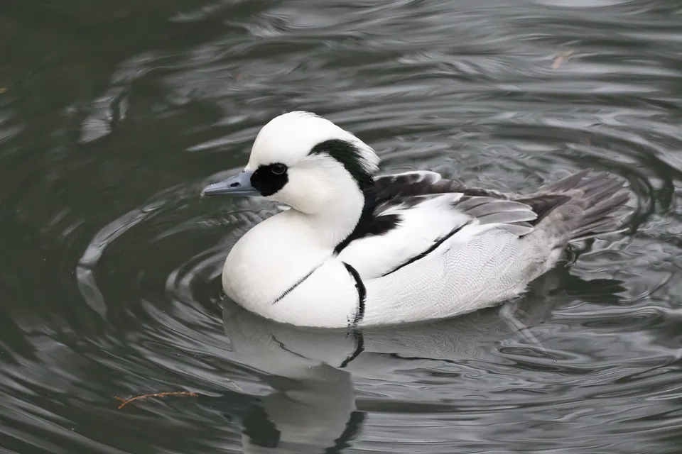 Zwergsäger (Mergellus albellus) erkennen — Foto, Gesang und Steckbrief der Vogelart