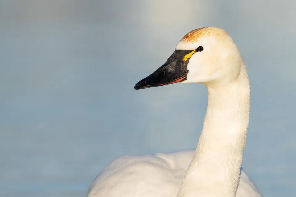 Zwergschwan (Cygnus columbianus) — Aufnahme 3 aufgenommen in Ahuriri Flat 9271, New Zealand, mit Informationen zu Merkmalen und Verbreitung