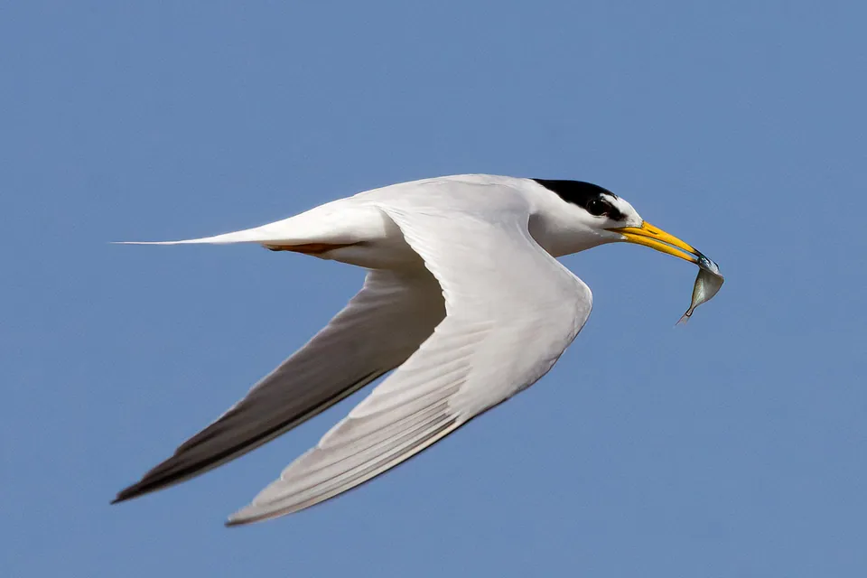 Zwergseeschwalbe (Sternula albifrons) erkennen — Foto, Gesang und Steckbrief der Vogelart aufgenommen in 70736 Fellbach, Deutschland