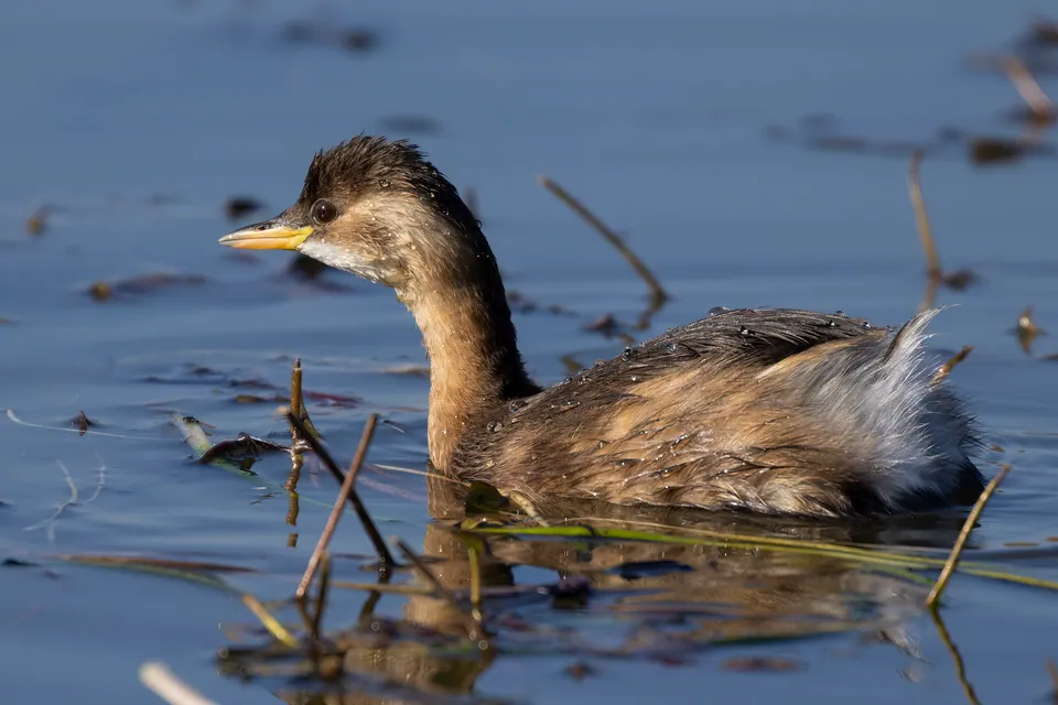 Zwergtaucher (Tachybaptus ruficollis) — Aufnahme 2 aufgenommen in 25th St SW, Vero Beach, FL, US, mit Informationen zu Merkmalen und Verbreitung