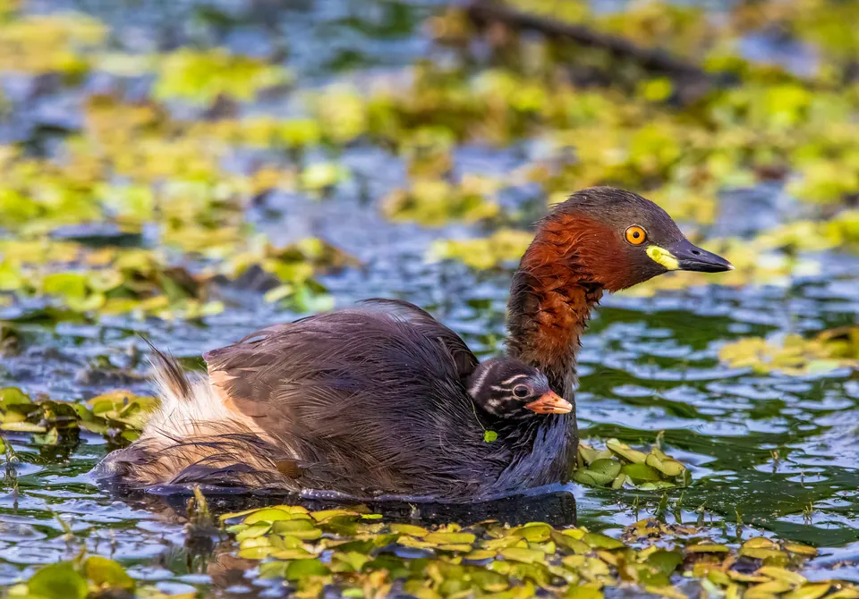 Zwergtaucher (Tachybaptus ruficollis) — Aufnahme 3 aufgenommen in St Mark's Church (Stop J), Bromley BR2 0TB, UK, mit Informationen zu Merkmalen und Verbreitung